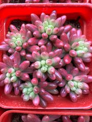 18株の抜き苗セット】キャビア 多肉植物 佐川急便発送 エケベリア 韓国