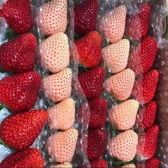 いちご　イチゴ　食べ比べ