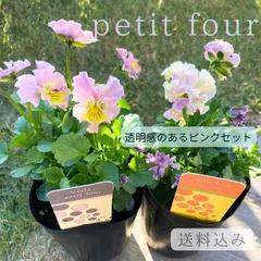 2025年最新】プティフール ビオラの人気アイテム - メルカリ