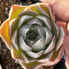 2025年最新】エレガンス 多肉の人気アイテム - メルカリ