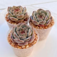 多肉植物 キャロライン 韓国苗 - メルカリ
