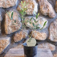 カヨンヌ カロレア オリーブの木 オリーブ シンボルツリー 希少 苗