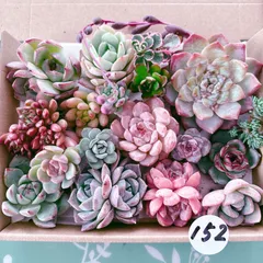 152 多肉植物寄せ植えセット