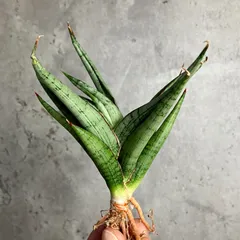 2025年最新】サンセベリア 希少の人気アイテム - メルカリ