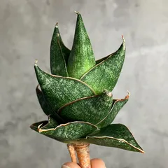 2025年最新】サンセベリア 希少の人気アイテム - メルカリ