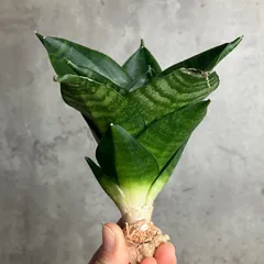 2025年最新】サンセベリア 希少の人気アイテム - メルカリ