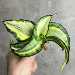 2025年最新】サンスベリア 希少の人気アイテム - メルカリ