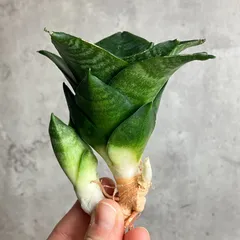 2025年最新】サンセベリア 希少の人気アイテム - メルカリ