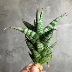 2025年最新】サンセベリア 希少の人気アイテム - メルカリ