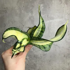 2025年最新】サンスベリア 希少の人気アイテム - メルカリ