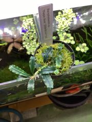 Bucephalandra sp. green wavy 斑入り 4株 - メルカリ