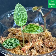 ビカクシダ】スパーバム 板付 SP002【コウモリラン】 - メルカリ