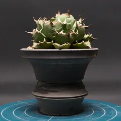 2025年最新】姫厳竜の人気アイテム - メルカリ