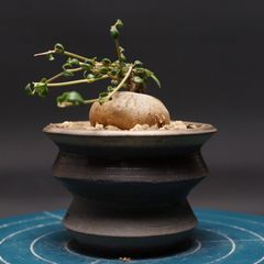 万年青 鸞山 覆輪 羅紗系 金文字 芋吹き おもと - メルカリ