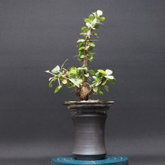 フォークイエリア・ファシクラータ 美形フィギュア GUMI様専用 フォークイエリア・ファシクラータ 美形フィギュア - メルカリ