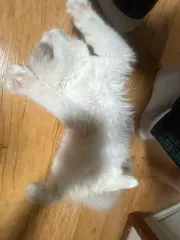 18様 購入ページ