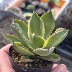 多肉植物 アガベ 吉祥冠 ① 抜き苗 11/21 - メルカリ