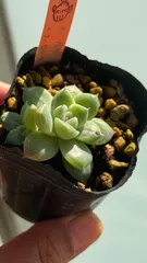 2025年最新】ホーリンゼの人気アイテム - メルカリ