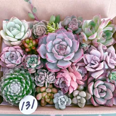 131 多肉植物寄せ植えセット