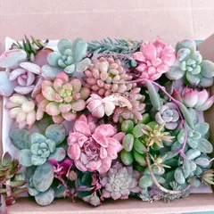 訳あり多肉植物セット