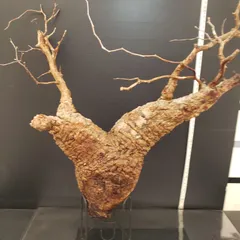 2025年最新】オペルクリカリア パキプス ベアルートの人気アイテム