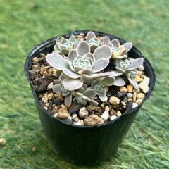 多肉植物 子持ち蓮華錦 抜き苗 - メルカリ