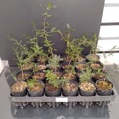 2025年最新】パキプス ベアルートの人気アイテム - メルカリ