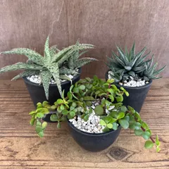 多肉植物 3種セット BPP アロエ 不明種・ハオルチア 松の雪・ポーチュラカリア 現品 観葉植物 植物 珍奇植物 珍奇 珍しい レア 希少 多肉植物 多肉 インテリア プレゼント おしゃれ おうち時間 グリーン アートプランツ