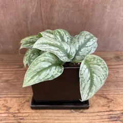 2025年最新】スキンダプサスの人気アイテム - メルカリ