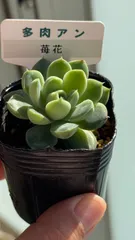 2025年最新】多肉アンの人気アイテム - メルカリ