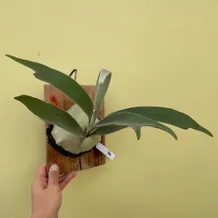 2025年最新】ビカクシダ アーバンリバーの人気アイテム - メルカリ