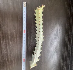 2025年最新】ユーフォルビアホワイトゴーストの人気アイテム - メルカリ