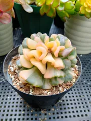 2026年最新】キュービックフロスト錦の人気アイテム - メルカリ