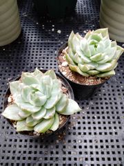 メルカリ便 キュービックフロスティー錦 綴化 - メルカリ