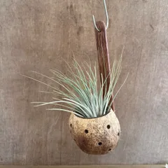 チランジア ジュンセア ココヤシポット 現品 Tillandsia juncea ティランジア エアプランツ エアープランツ  観葉植物 観葉 植物 ハンギング インテリア プレゼント おしゃれ 育てやすい 南国