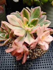 2025年最新】錦 アエオニウムの人気アイテム - メルカリ