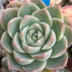 2025年最新】シムランスの人気アイテム - メルカリ