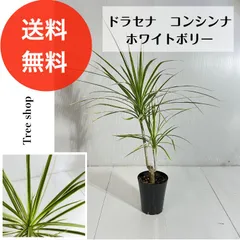 2025年最新】ドラセナ属の人気アイテム - メルカリ