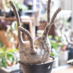 メルカリ便　グラキリス　ベアルート　状態良好 メルカリ便 グラキリス ベアルート 状態良好 【公式通販】