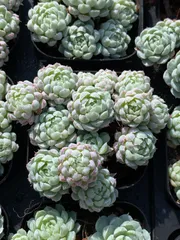 32鉢×ヨウシニシキ 多肉植物 エケベリア セダム アエオニウム グラプトペタルム 韓国苗 寄せ植え ZZ104