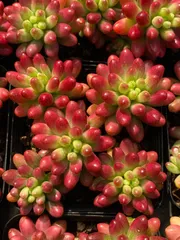 32鉢×ニジノタマ 多肉植物 エケベリア セダム アエオニウム グラプトペタルム 韓国苗 寄せ植え ZZ111