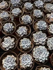 24株×バレリーナ 多肉植物 エケベリア セダム アエオニウム グラプトペタルム 韓国苗 寄せ植え ZZ103