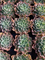 2026年最新】ブルーフォックス 多肉の人気アイテム - メルカリ