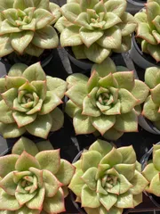 18株×バラマリア 多肉植物 エケベリア セダム アエオニウム グラプトペタルム 韓国苗 寄せ植え ZZ146