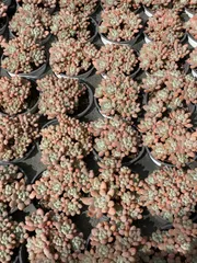 18株×キャビア 多肉植物 エケベリア セダム アエオニウム グラプトペタルム 韓国苗 寄せ植え ZZ21