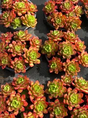 18株×ティア 多肉植物 エケベリア セダム アエオニウム グラプトペタルム 韓国苗 寄せ植え ZZ28