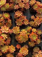 50株×ティア 多肉植物 エケベリア セダム アエオニウム グラプトペタルム 韓国苗 寄せ植え ZZ36