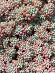 32苗×キャビア 多肉植物 エケベリア セダム アエオニウム グラプトペタルム 韓国苗 寄せ植え ZZ56