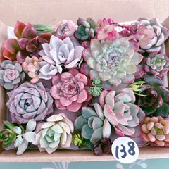 138 多肉植物寄せ植えセット