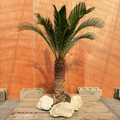 蘇轍　ソテツ 蘇轍・ソテツ | barrelplants_BONSAI